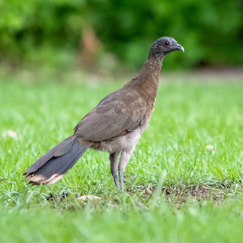 灰头小冠雉(Ortalis cinereiceps)