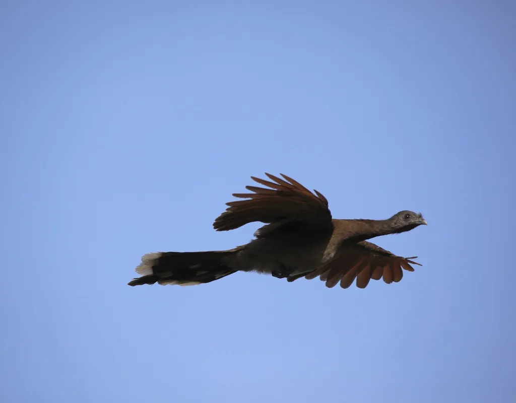 灰头小冠雉(Ortalis cinereiceps)
