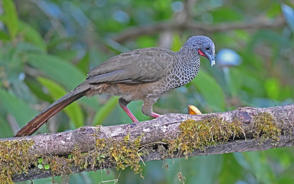 哥伦比亚小冠雉(Ortalis columbiana)
