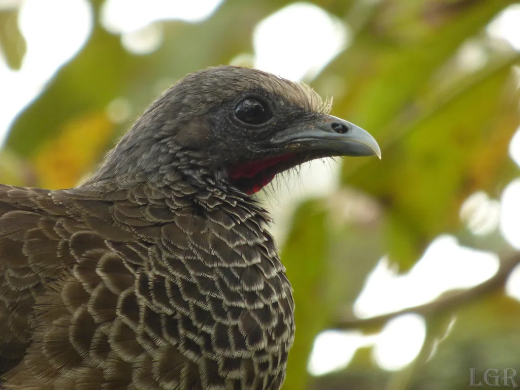 哥伦比亚小冠雉(Ortalis columbiana)