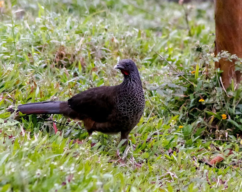 哥伦比亚小冠雉(Ortalis columbiana)