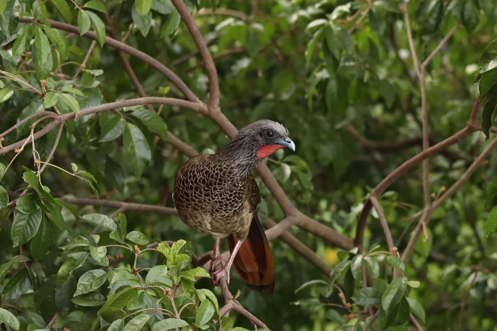 哥伦比亚小冠雉(Ortalis columbiana)