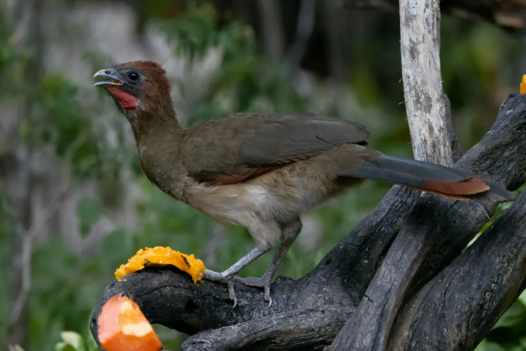 棕头小冠雉（Ortalis erythroptera）