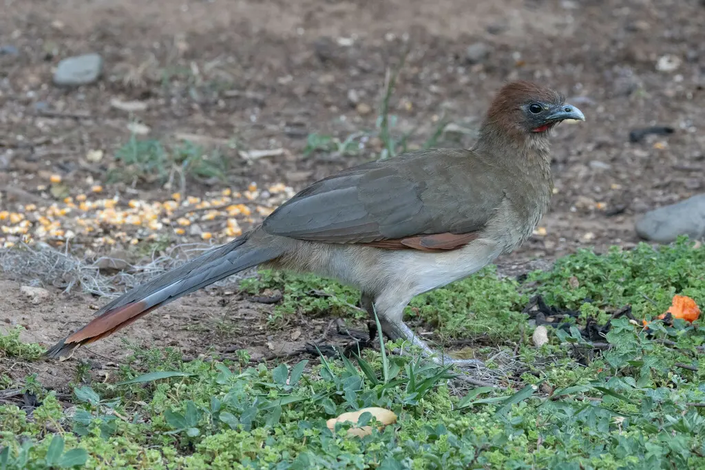 棕头小冠雉（Ortalis erythroptera）
