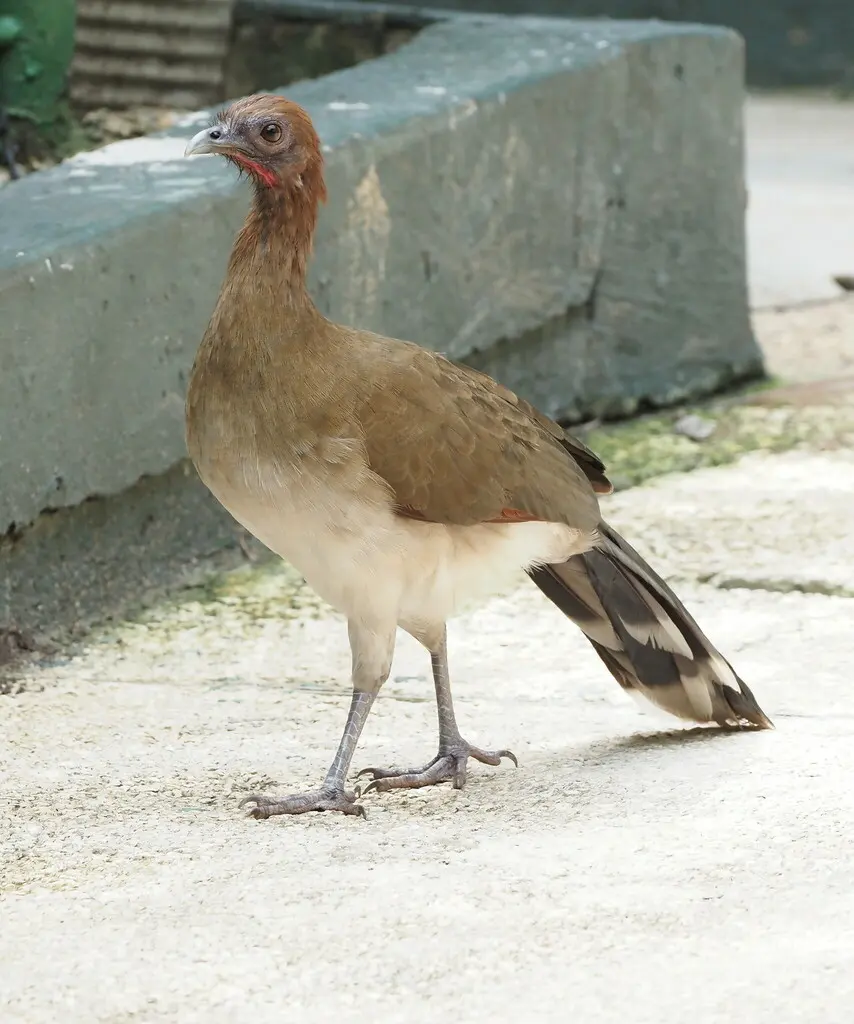 栗翅小冠雉(Ortalis garrula)