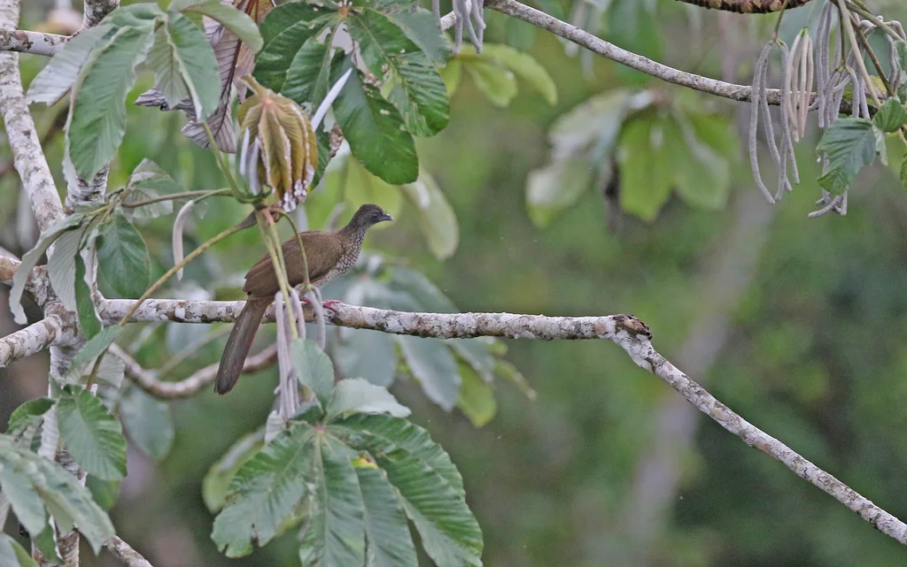 鳞斑小冠雉(Ortalis guttata)