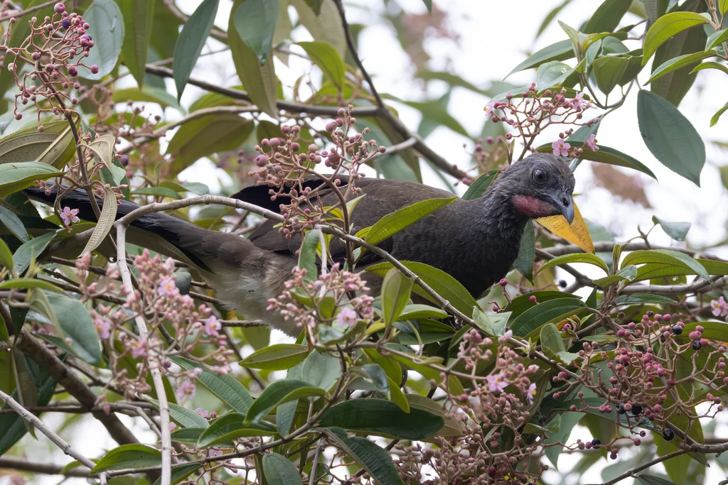 白腹小冠雉(Ortalis leucogastra)