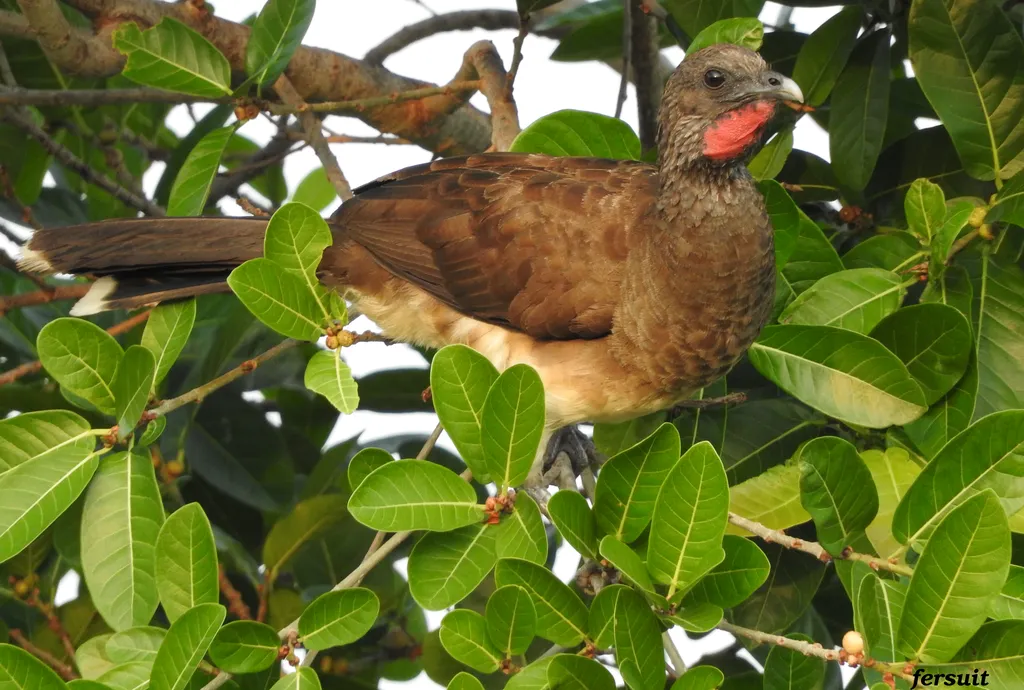 白腹小冠雉(Ortalis leucogastra)