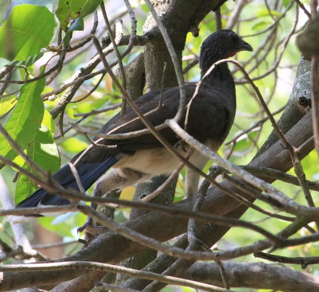 白腹小冠雉(Ortalis leucogastra)