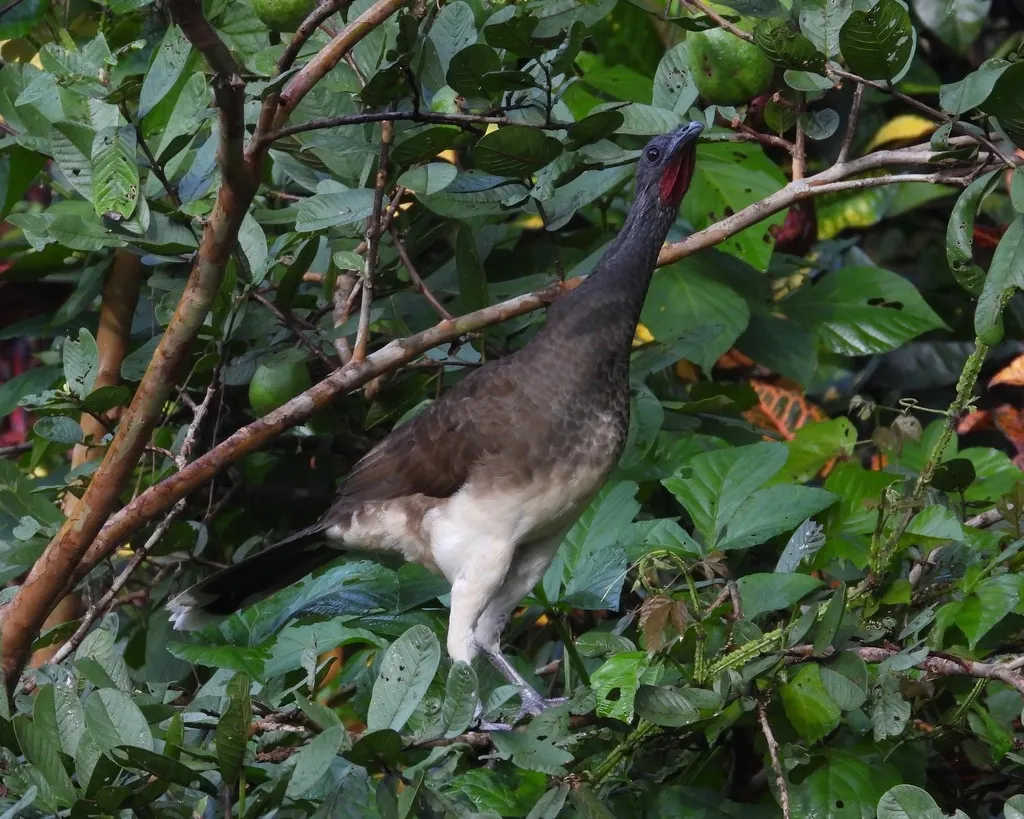白腹小冠雉(Ortalis leucogastra)