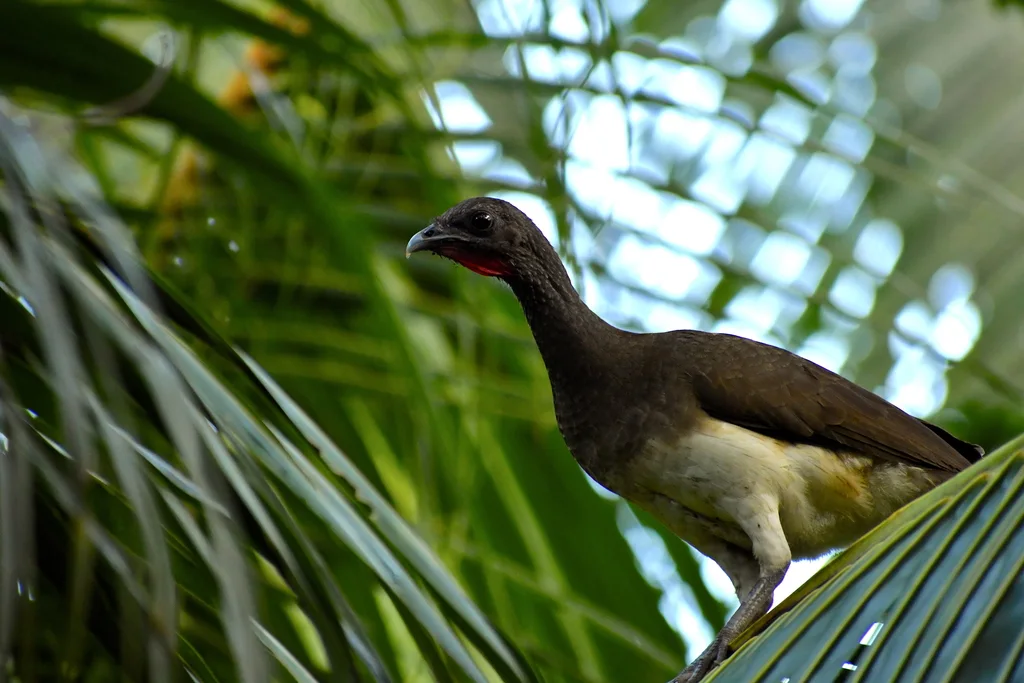 白腹小冠雉(Ortalis leucogastra)