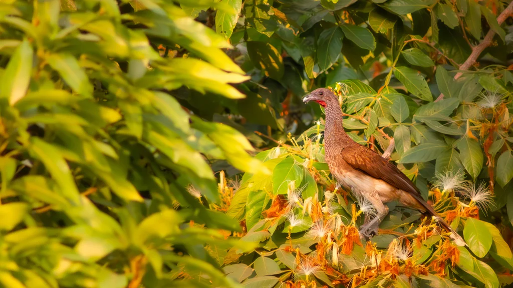 白腹小冠雉(Ortalis leucogastra)
