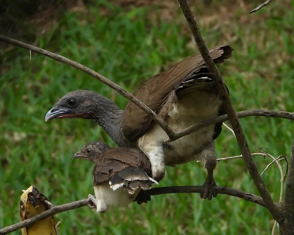 白腹小冠雉(Ortalis leucogastra)