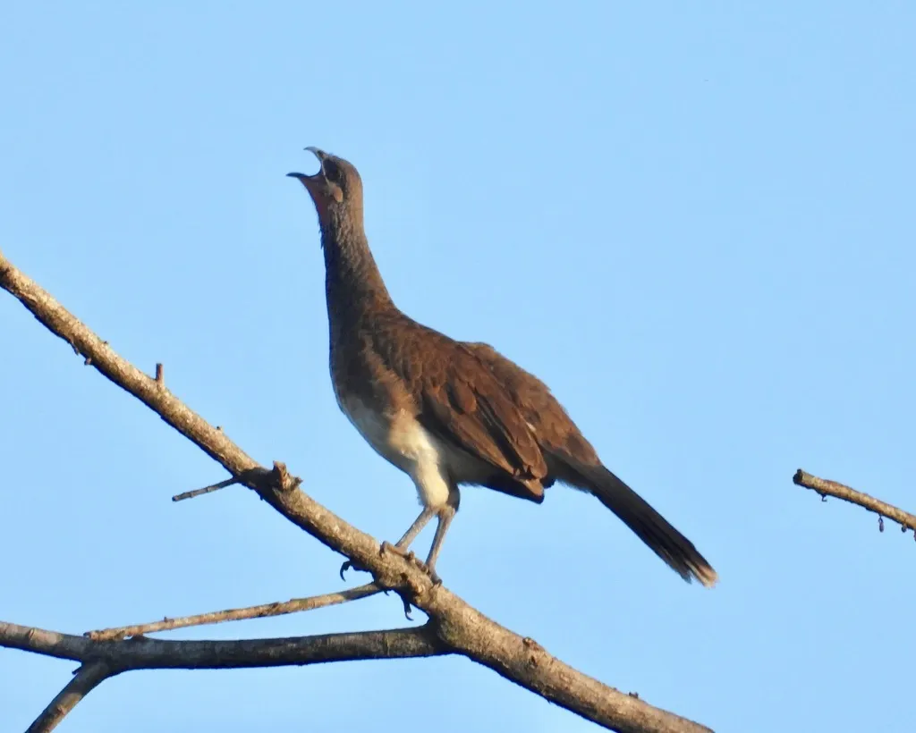 白腹小冠雉(Ortalis leucogastra)