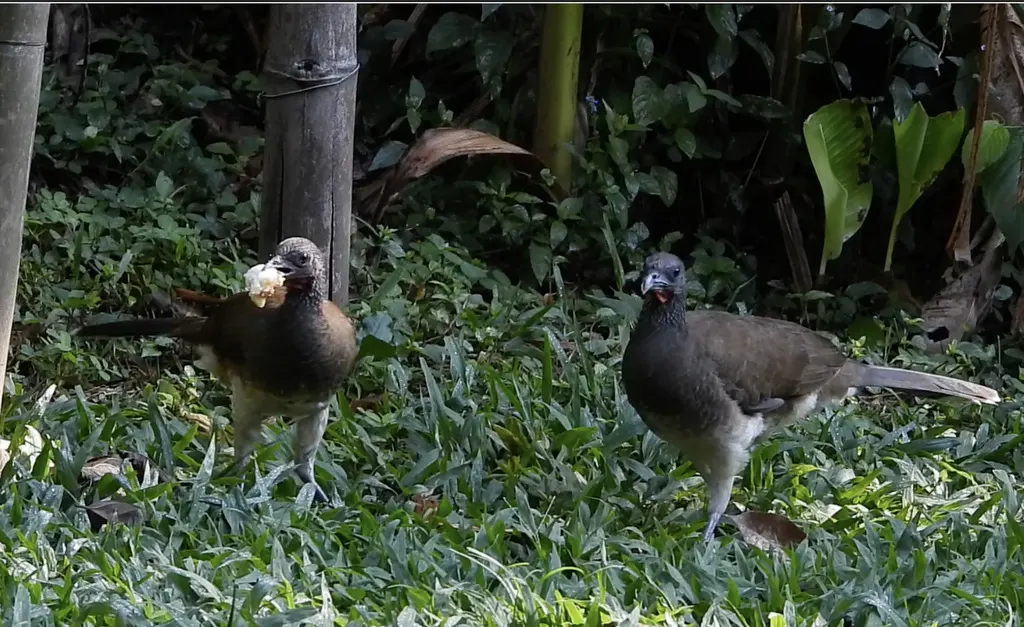 白腹小冠雉(Ortalis leucogastra)