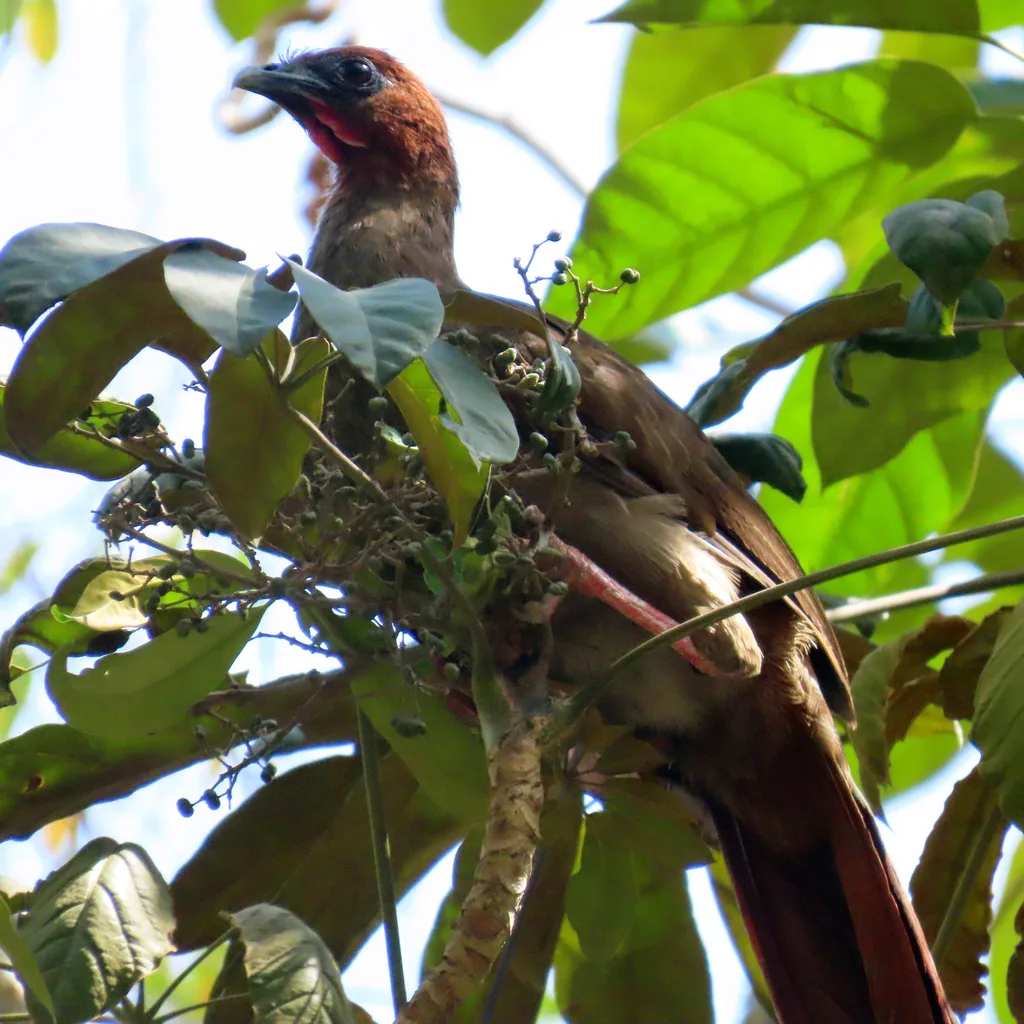 小冠雉(Ortalis motmot)