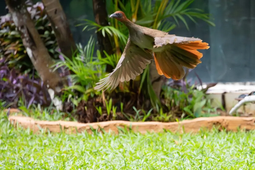 小冠雉(Ortalis motmot)