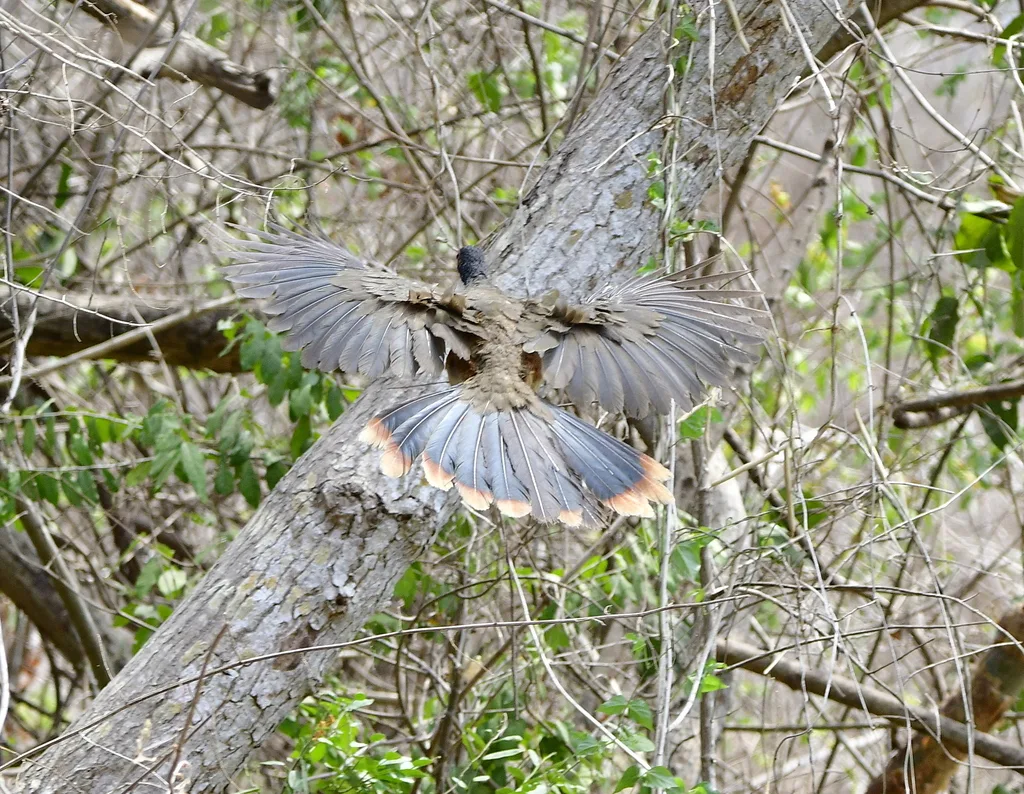 墨西哥小冠雉(Ortalis poliocephala)