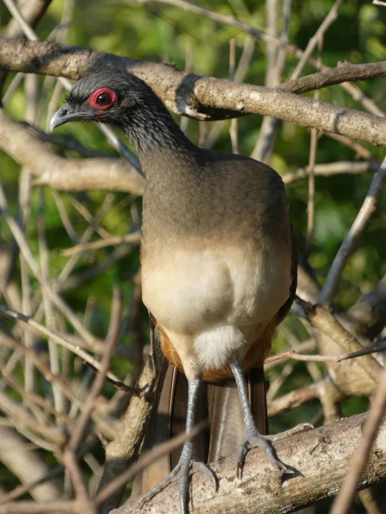 墨西哥小冠雉(Ortalis poliocephala)