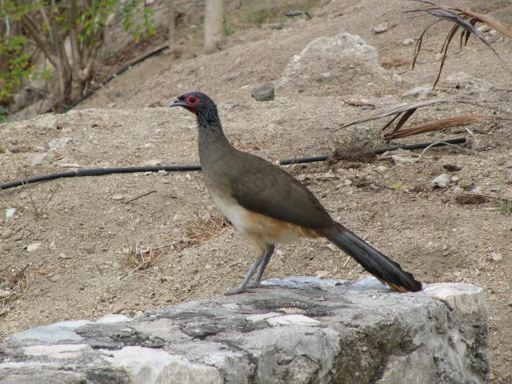 墨西哥小冠雉(Ortalis poliocephala)