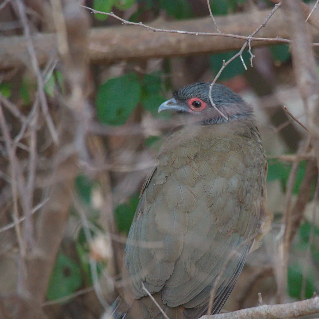 墨西哥小冠雉(Ortalis poliocephala)