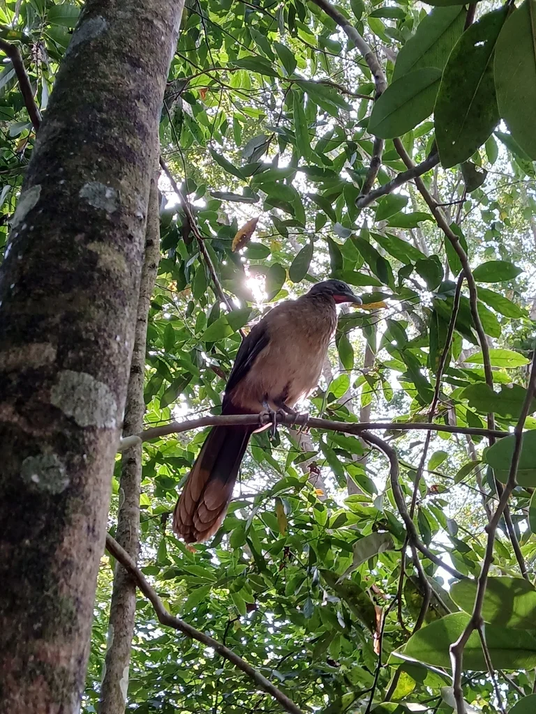 棕臀小冠雉(Ortalis ruficauda)