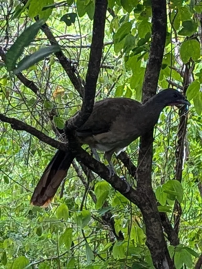 棕臀小冠雉(Ortalis ruficauda)