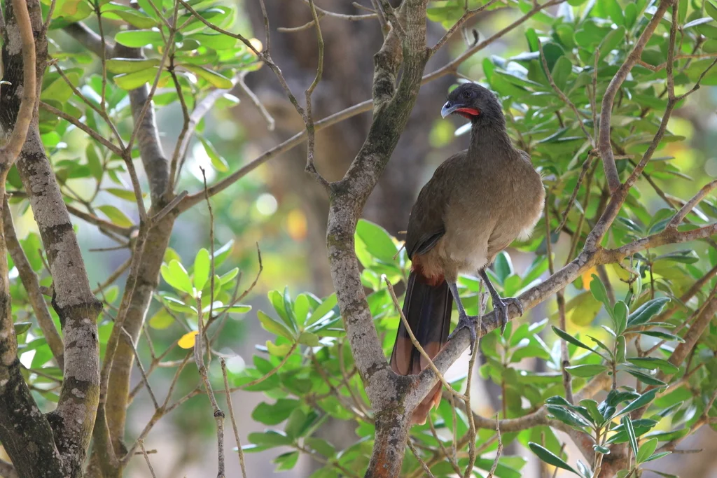 棕臀小冠雉(Ortalis ruficauda)