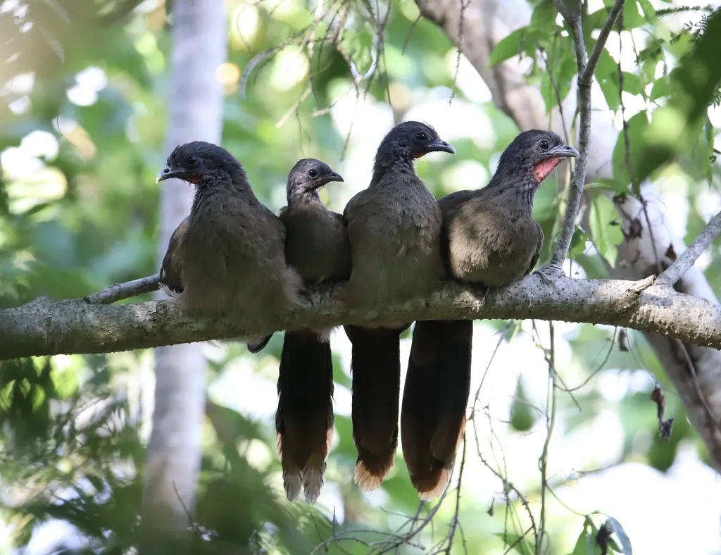 棕臀小冠雉(Ortalis ruficauda)