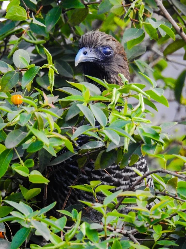 点斑小冠雉(Ortalis squamata)