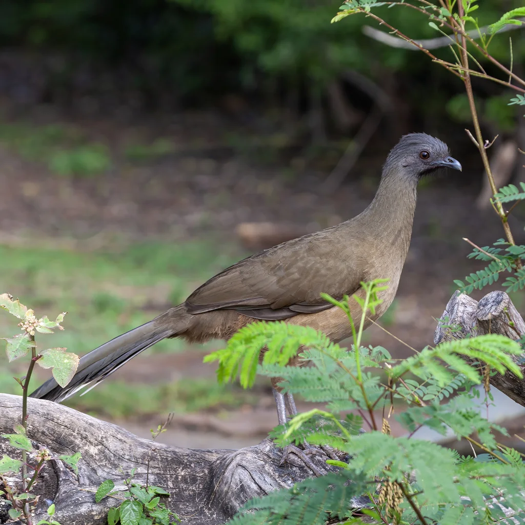 纯色小冠雉（Ortalis vetula）