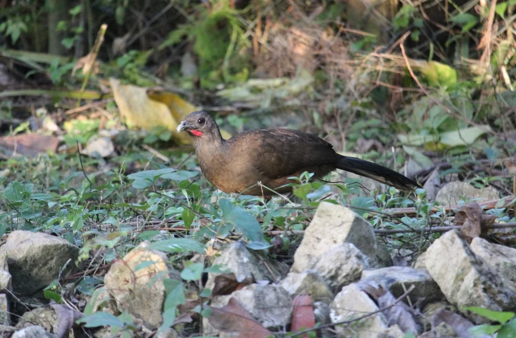 纯色小冠雉（Ortalis vetula）