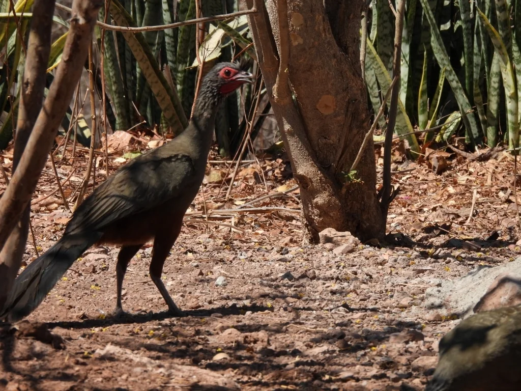 棕腹小冠雉(Ortalis wagleri)