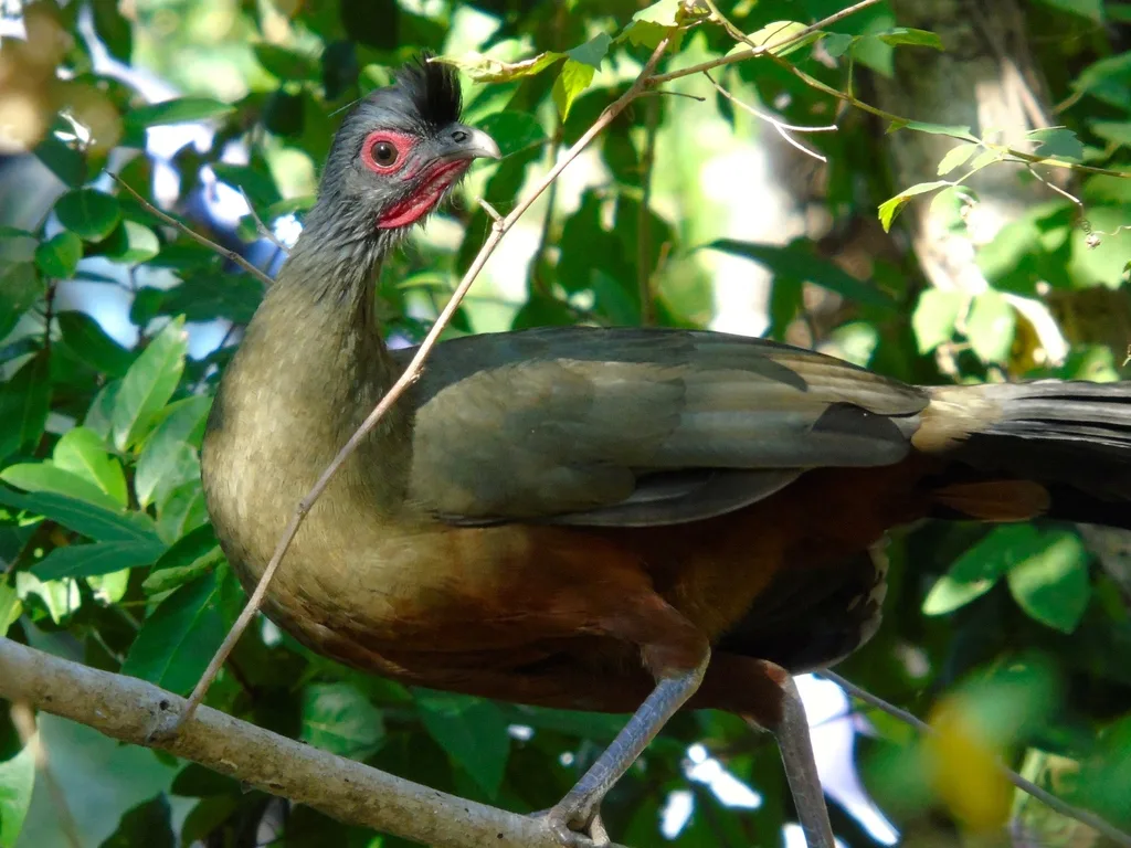 棕腹小冠雉(Ortalis wagleri)
