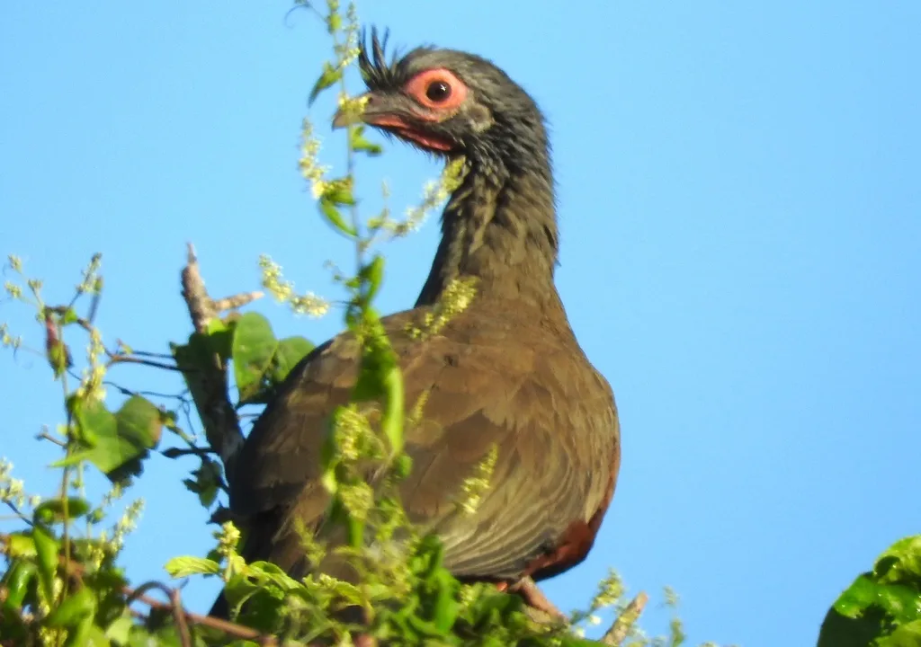 棕腹小冠雉(Ortalis wagleri)