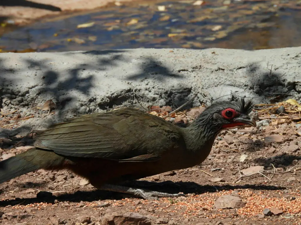 棕腹小冠雉(Ortalis wagleri)