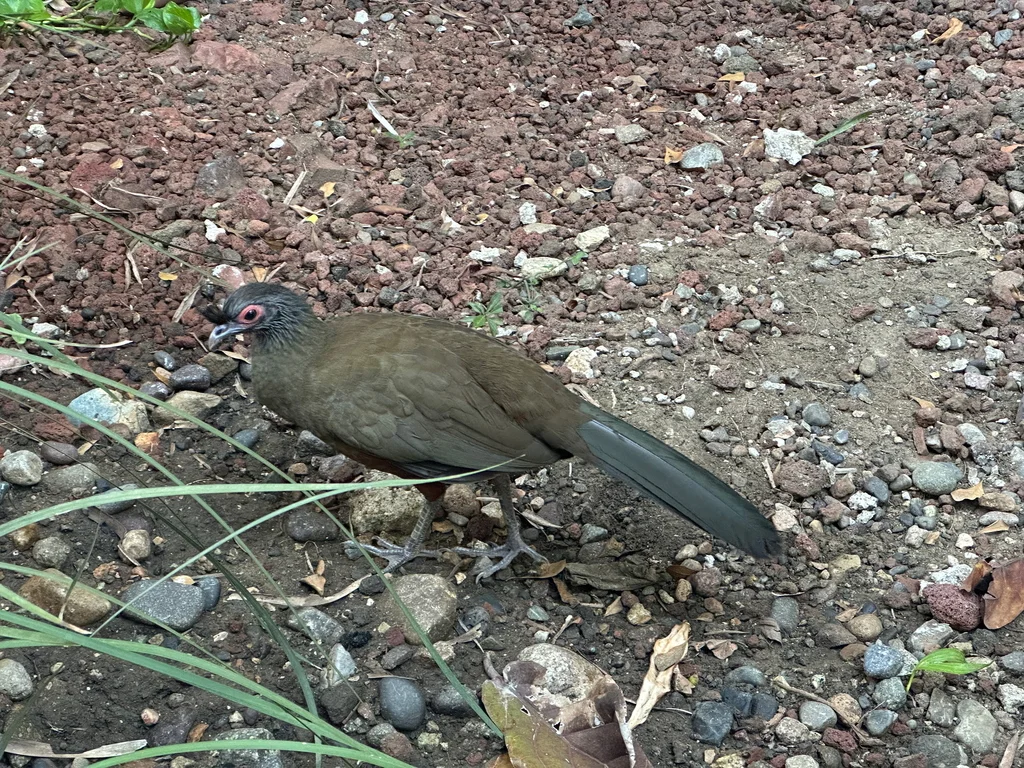 棕腹小冠雉(Ortalis wagleri)