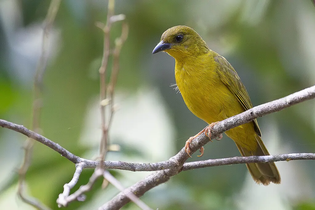 巴西绿唐纳雀(Orthogonys chloricterus)