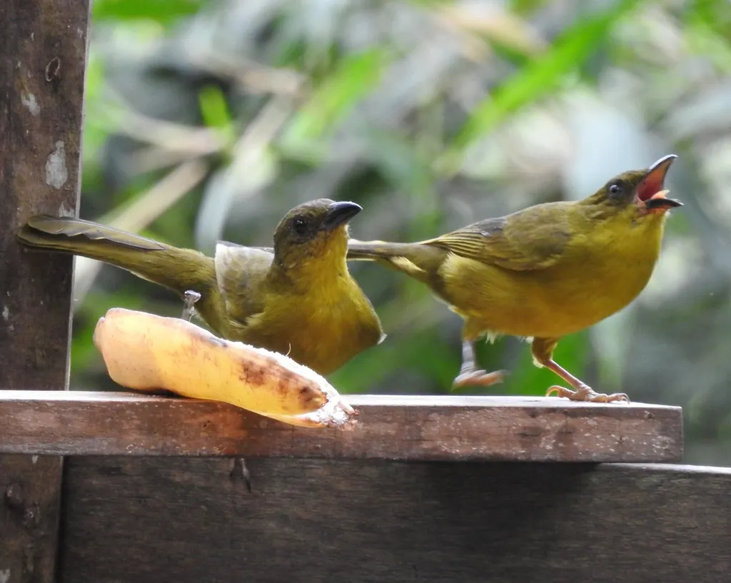 巴西绿唐纳雀(Orthogonys chloricterus)
