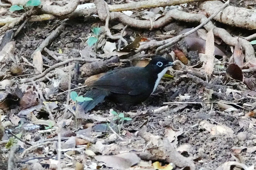 黑头刺尾鸫(Orthonyx spaldingii)