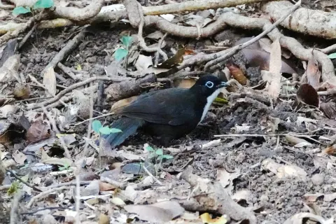 黑头刺尾鸫
