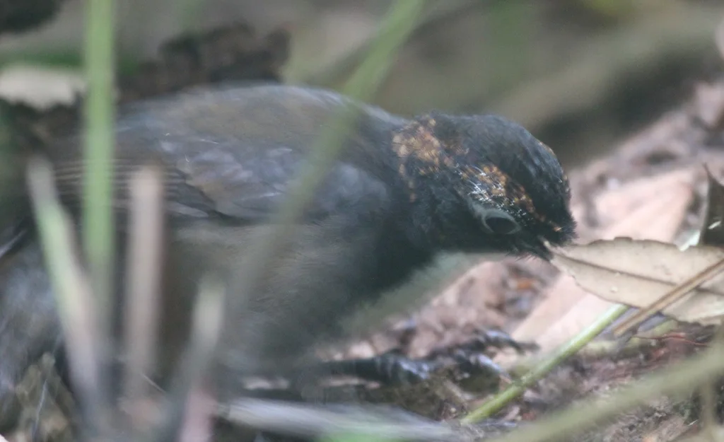 黑头刺尾鸫(Orthonyx spaldingii)