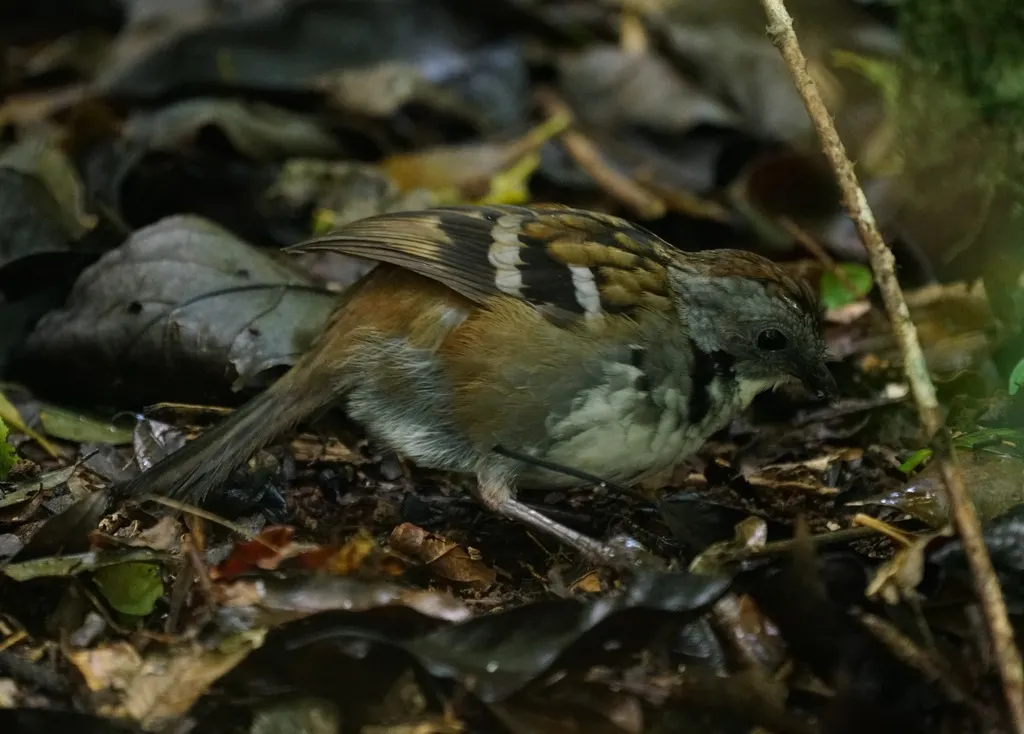 刺尾鸫(Orthonyx temminckii)