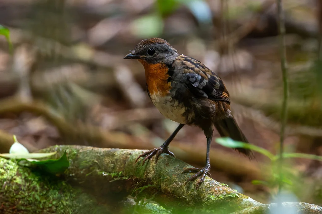 刺尾鸫(Orthonyx temminckii)