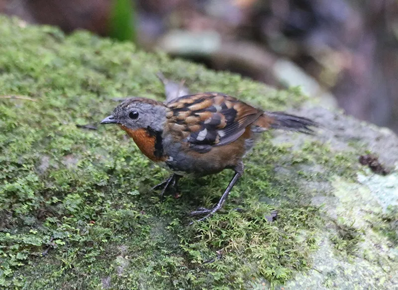 刺尾鸫(Orthonyx temminckii)