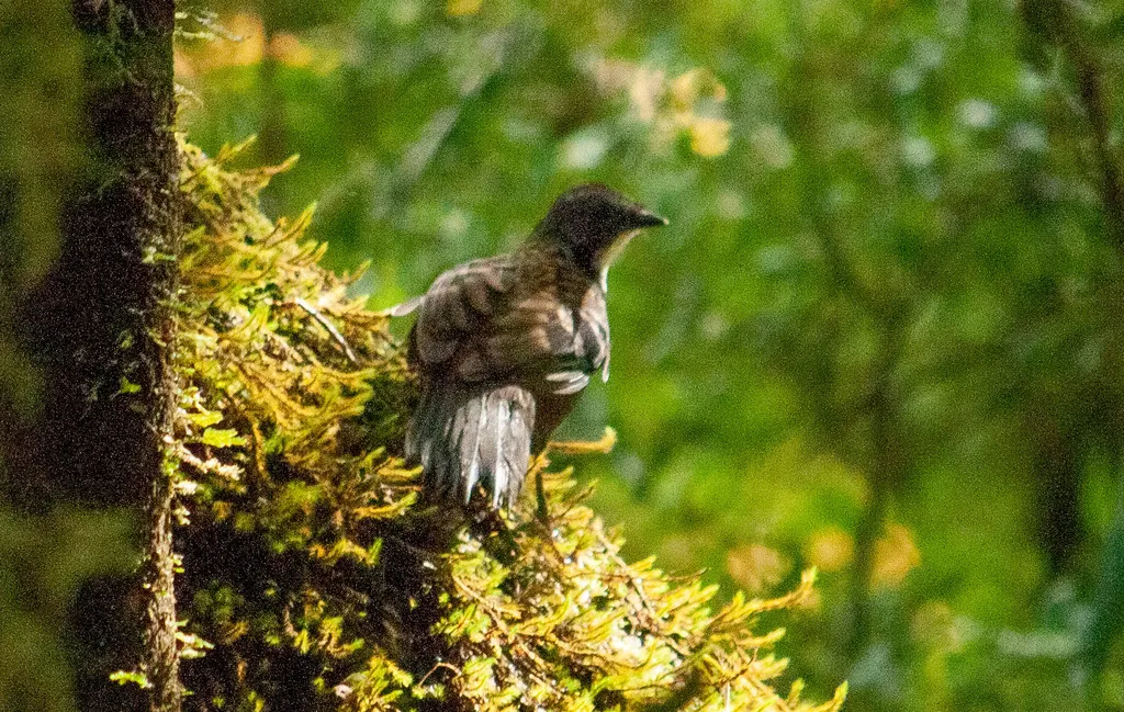 刺尾鸫(Orthonyx temminckii)