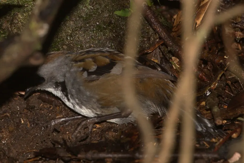 刺尾鸫(Orthonyx temminckii)
