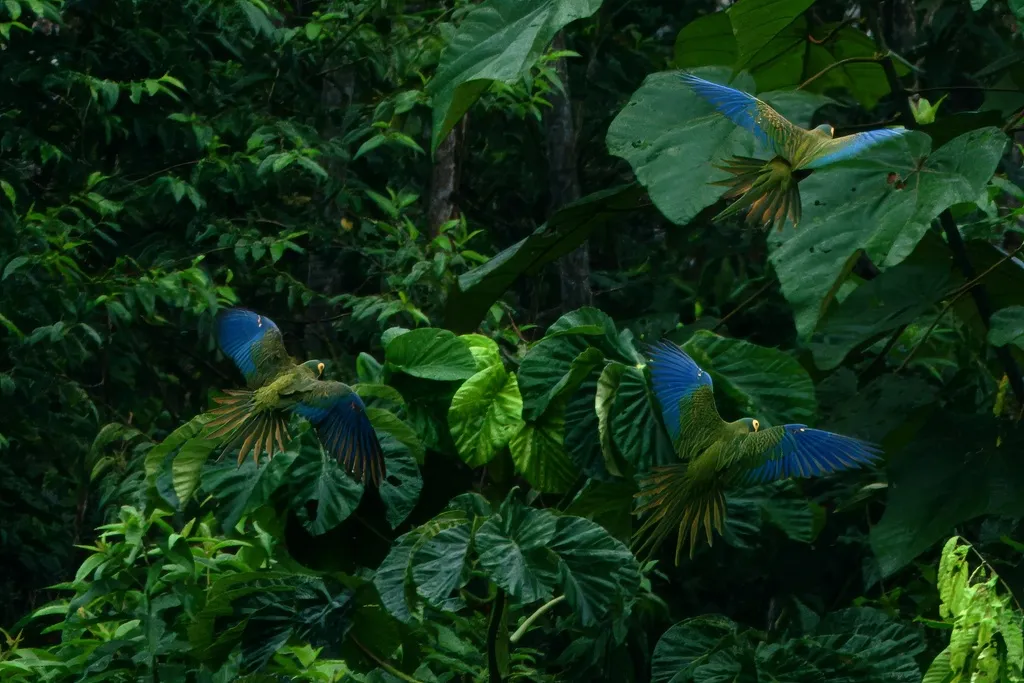 红腹金刚鹦鹉(Orthopsittaca manilatus)