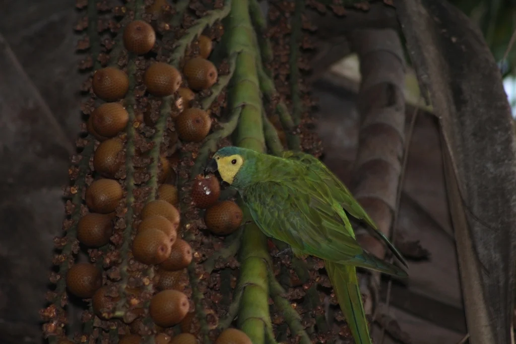 红腹金刚鹦鹉(Orthopsittaca manilatus)