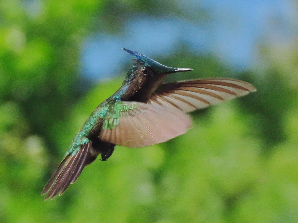 凤头蜂鸟(Orthorhyncus cristatus)